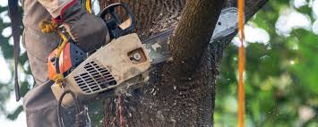 Best Storm Damage Tree Cleanup  in Dermott, AR