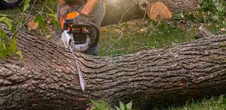 Best Tree Maintenance Programs  in Dermott, AR