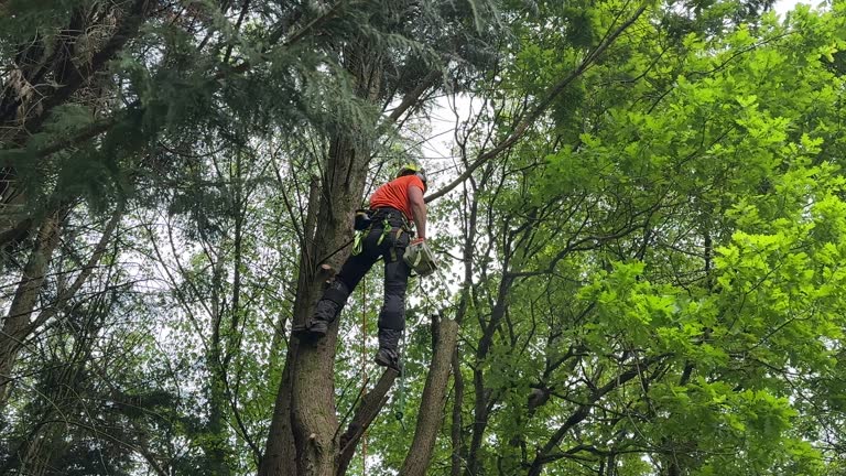 Best Commercial Tree Services  in Dermott, AR