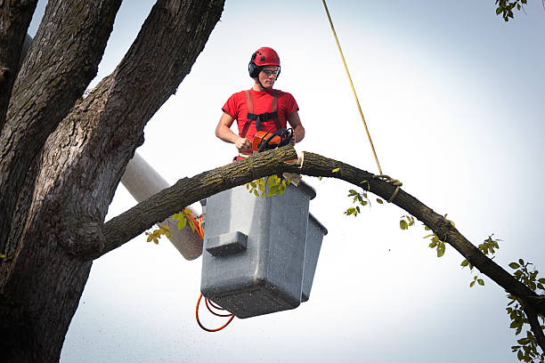 Best Hedge Trimming  in Dermott, AR